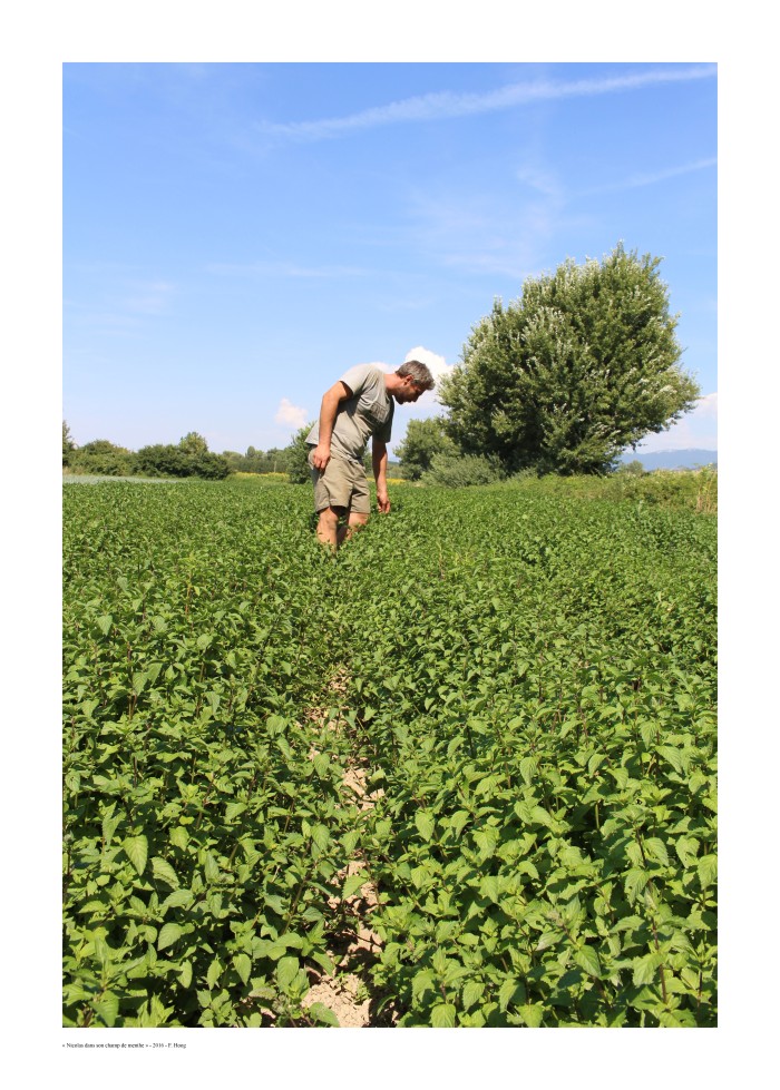 Nicolas dans son champ de menthe