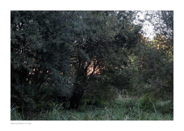 Paysage de sous-bois, le soir